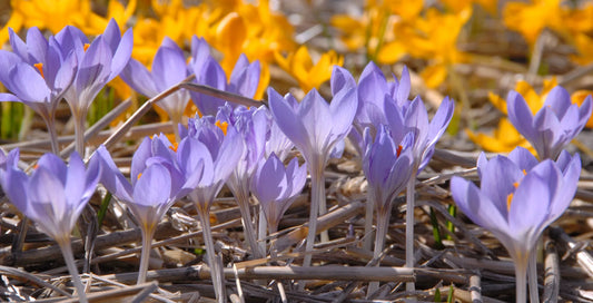 Bulbes de fleurs Non-Traité Crocus etruscus Zwanenburg calibre 5/+ (2503200)