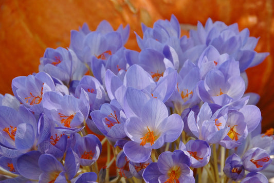 Untreated flower bulbs Crocus speciosus size 5/7 (2502200) for individuals