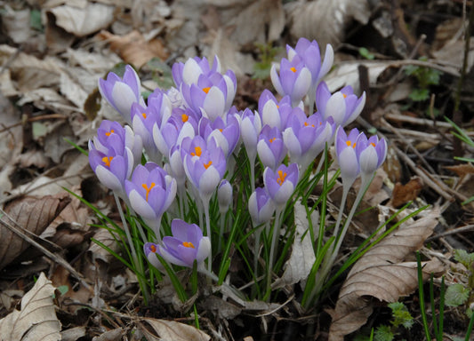 Bulbes de fleurs Non-Traité Crocus tommasinianus  calibre 5/+ (2501100)