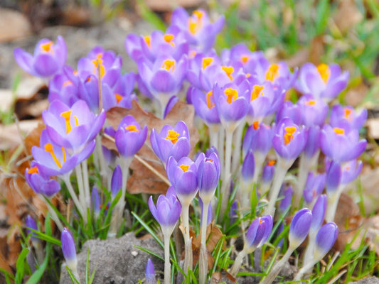 Untreated Crocus tommasinianus Barr's Purple flower bulbs size 5/6 (2501300) for individuals
