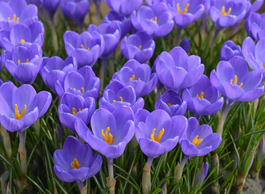 Bulbes de fleurs Non-Traité Crocus tommasinianus Hummingbird® calibre 5/+ (2505700)
