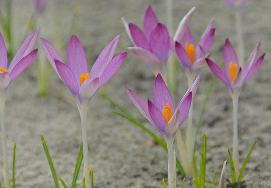 Bulbes de fleurs Non-Traité Crocus tommasinianus Roseus calibre 5/+ (2503000)