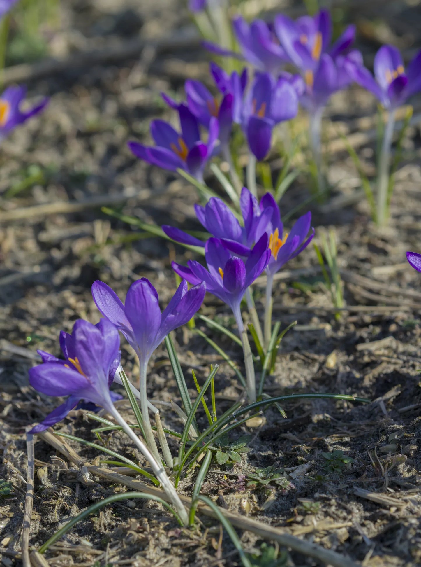 Untreated flower bulbs Crocus tommasinianus Whitewell Purple size 5/+ (2501500) for individuals