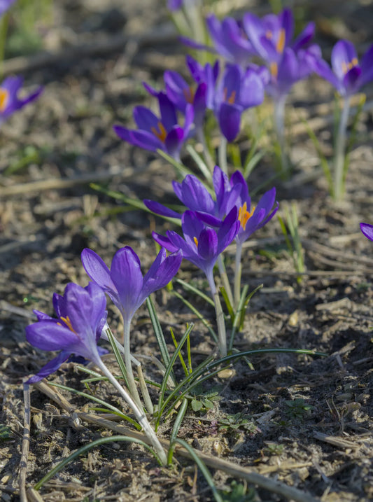 Untreated flower bulbs Crocus tommasinianus Whitewell Purple size 5/+ (2501500) for individuals