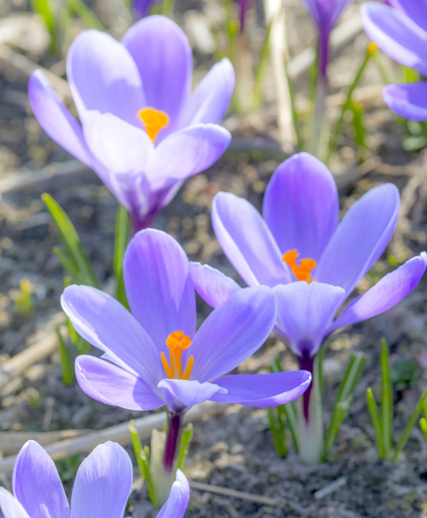Bulbes de fleurs Non-Traité Crocus  Grand Maître calibre 9/10 (2501700)