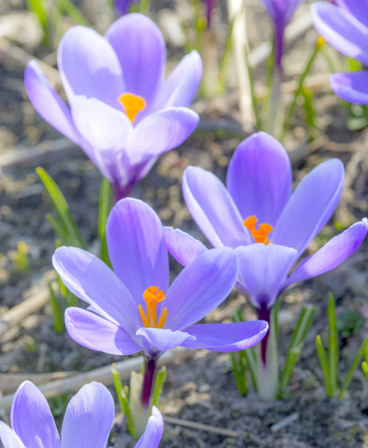 Untreated Crocus Grand Maître flower bulbs size 7/8 (2501710) for individuals