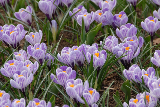 Bulbes de fleurs Non-Traité Crocus  Pickwick calibre 9/10 (2501900)