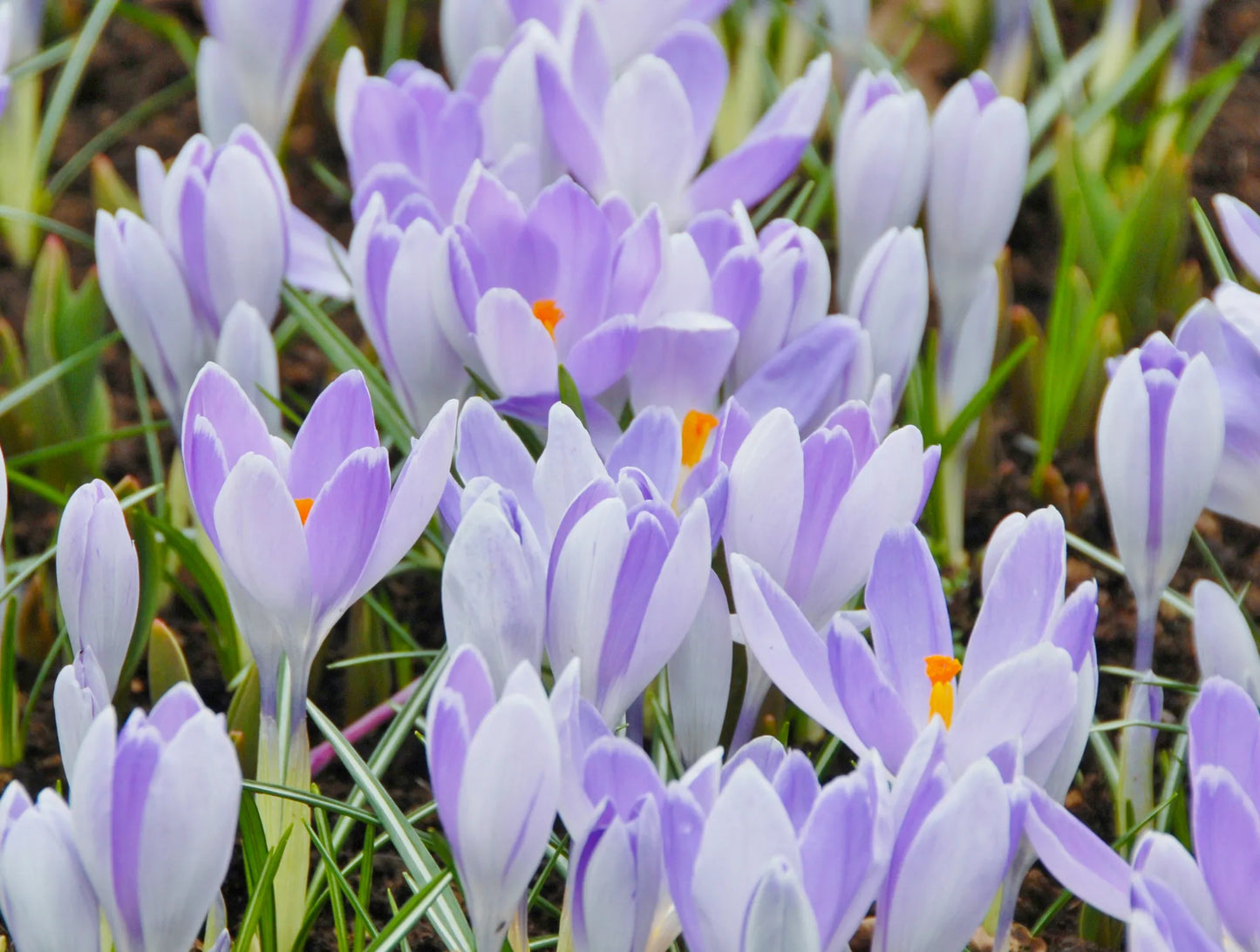 Bulbes de fleurs Non-Traité Crocus  Vanguard calibre 9/10 (2502000)