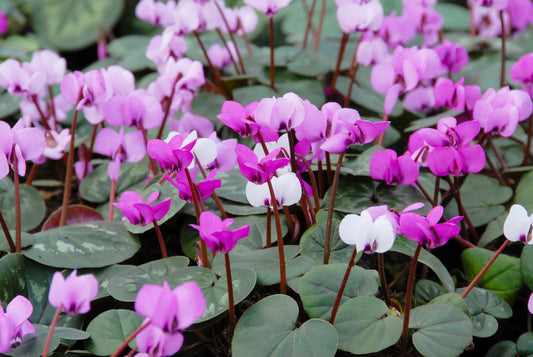 Untreated flower bulbs Cyclamen coum ssp. coum size 13/15 (3231000) for individuals