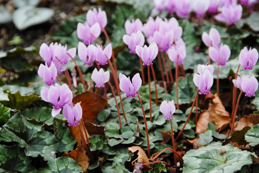 Untreated Cyclamen hederifolium flower bulbs size 20/25 (3230500) for individuals