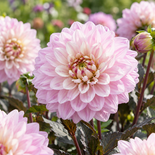 Bulbes de fleurs non-traité Dahlia Melody Harmony® calibre 1