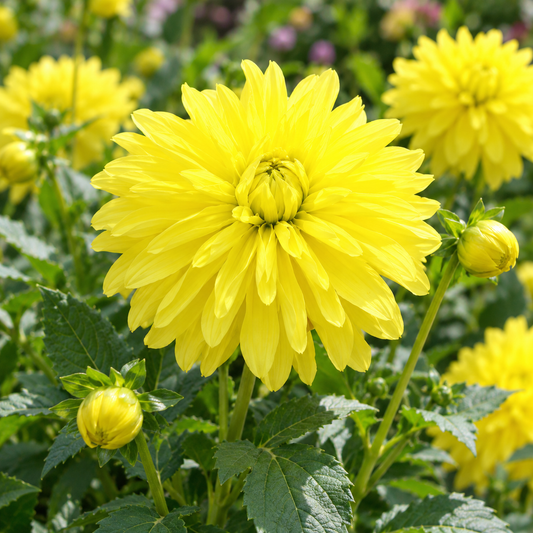 Bulbes de fleurs non-traité Dahlia Melody Latin® calibre 1