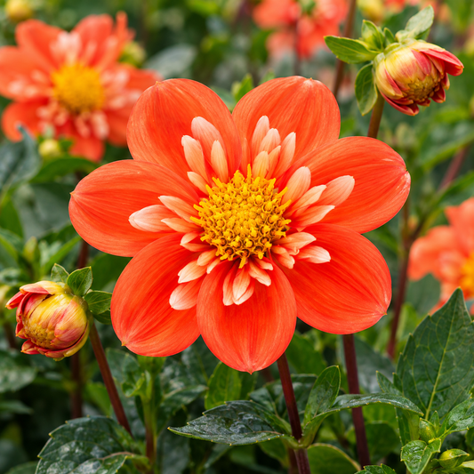 Bulbes de fleurs non-traité Dahlia à collerette Alstergruss calibre 1