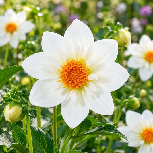 Bulbes de fleurs non-traité Dahlia à collerette Flamenco calibre 1