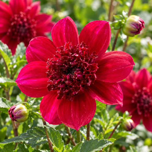 Bulbes de fleurs non-traité Dahlia à fleur d'anémone Purpinca calibre 1