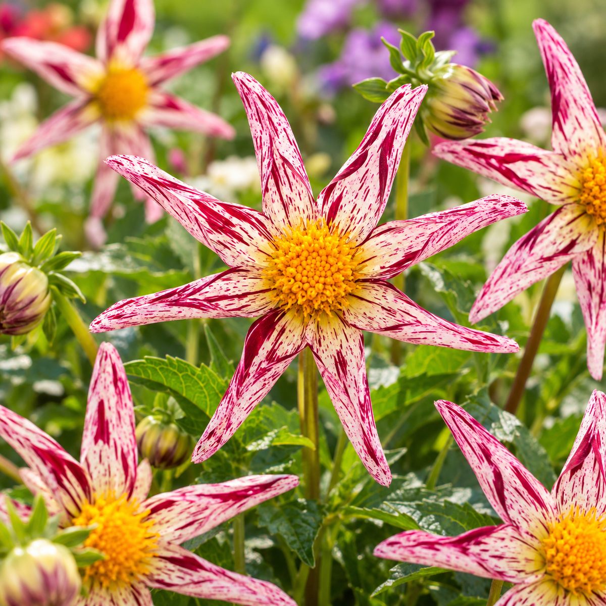 Bulbes de fleurs non-traité Dahlia à fleur d'orchidée Destiny's Teachers calibre 1