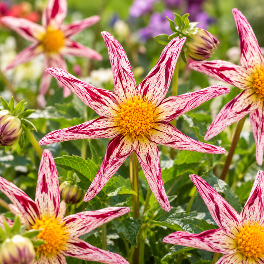 Bulbes de fleurs non-traité Dahlia à fleur d'orchidée Destiny's Teachers calibre 1