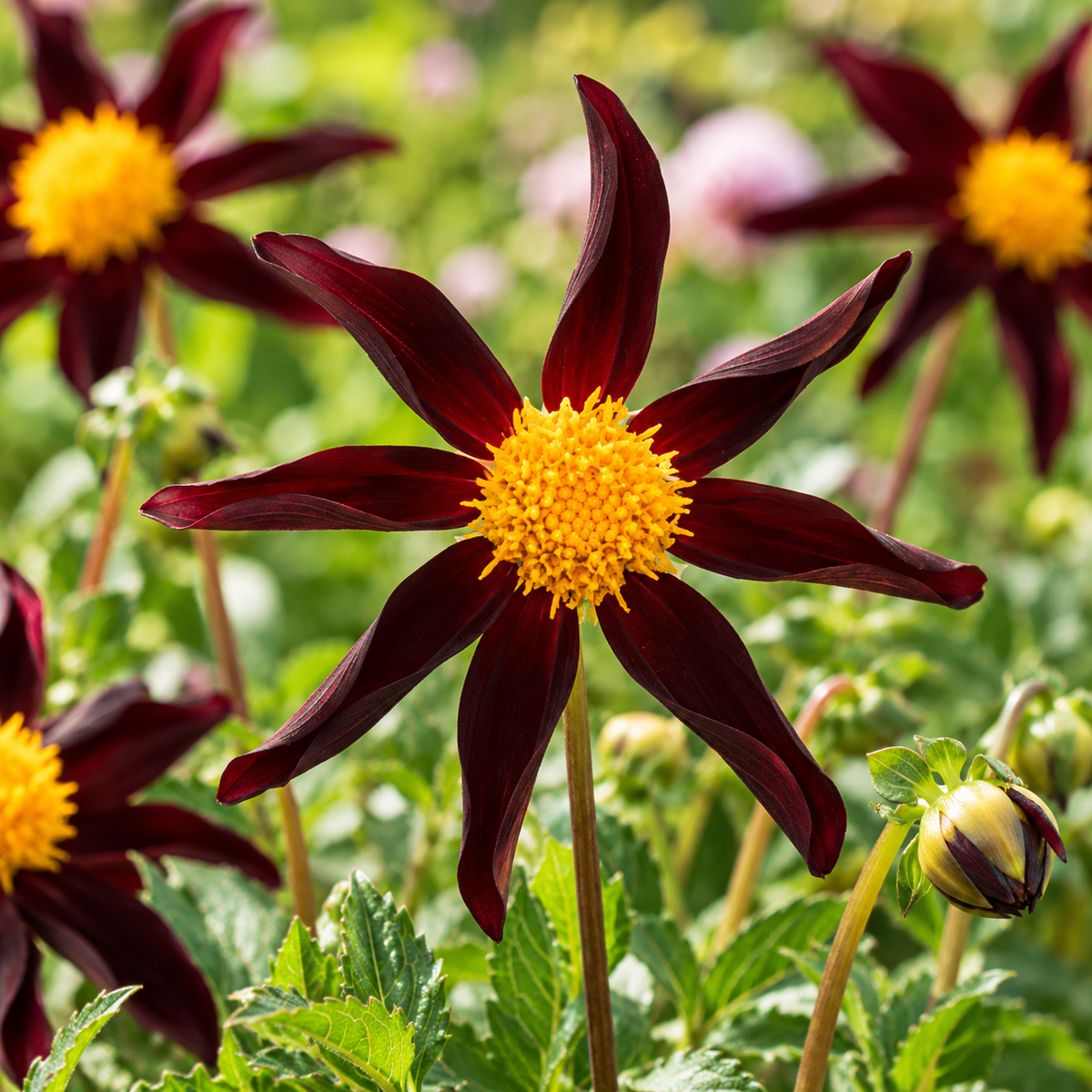 Bulbes de fleurs non-traité Dahlia à fleur d'orchidée Honka Dark calibre 1