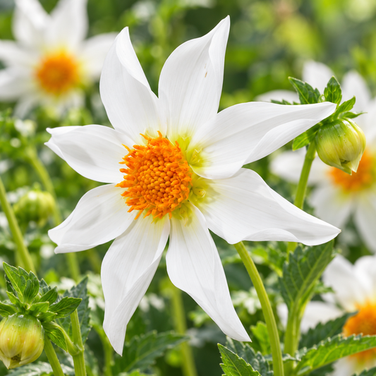 Bulbes de fleurs non-traité Dahlia à fleur d'orchidée Honka Wit calibre 1