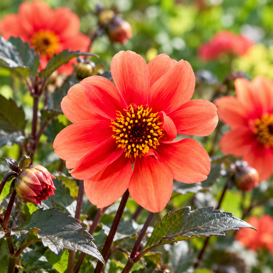 Bulbes de fleurs non-traité Dahlia à fleur simple Catherine Deneuve calibre 1