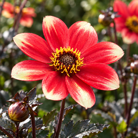 Bulbes de fleurs non-traité Dahlia à fleur simple Dahlegria Bicolore (Dahlgr128)® calibre 1