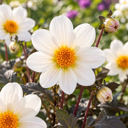 Bulbes de fleurs non-traité Dahlia à fleur simple Dahlegria White (Dahlgr95)® calibre 1