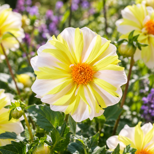 Bulbes de fleurs non-traité Dahlia à fleur simple Fire and Ice Lemon calibre 1