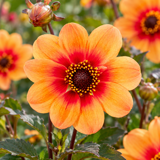 Bulbes de fleurs non-traité Dahlia à fleur simple HS Date® calibre 1