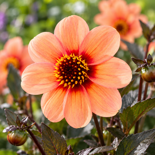 Bulbes de fleurs non-traité Dahlia à fleur simple HS Kiss® calibre 1