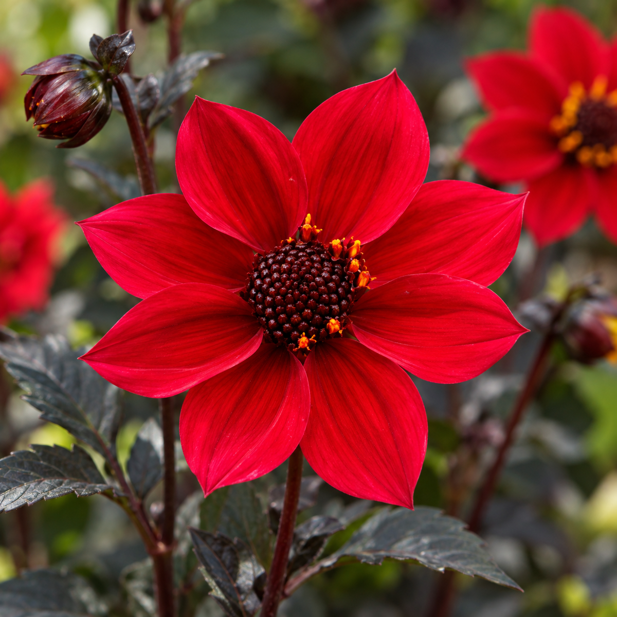 Bulbes de fleurs non-traité Dahlia à fleur simple Happy Days Cherry Red HDCHR23® calibre 1