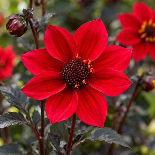 Bulbes de fleurs non-traité Dahlia à fleur simple Happy Days Cherry Red HDCHR23® calibre 1