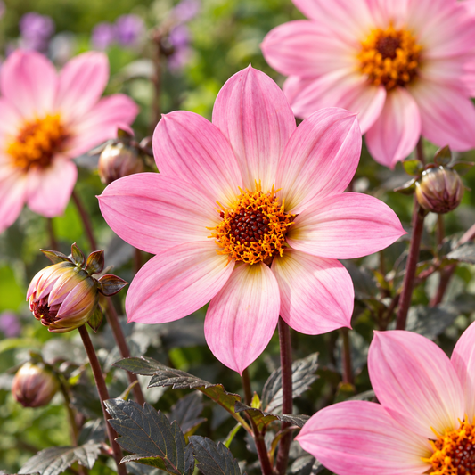 Bulbes de fleurs non-traité Dahlia à fleur simple Happy Days Pink HDPI117® calibre 1
