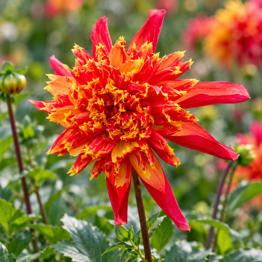 Bulbes de fleurs non-traité Dahlia à fleur simple Octopus Sparkle calibre 1