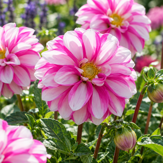 Bulbes de fleurs non-traité Dahlia à fleur simple Priceless Pink calibre 1