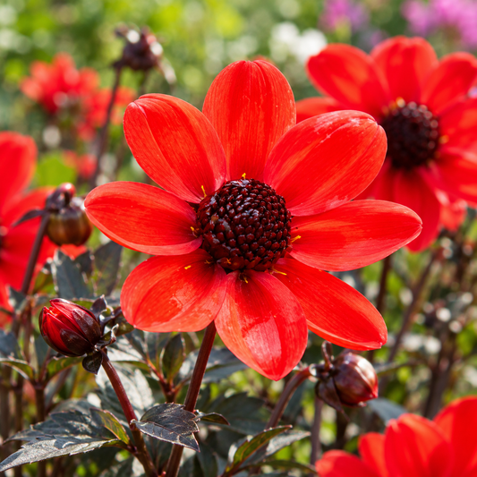 Bulbes de fleurs non-traité Dahlia à fleur simple Pulp Fiction VDTG61® calibre 1