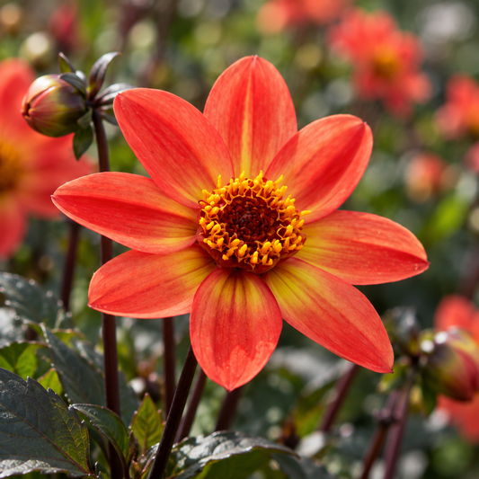 Bulbes de fleurs non-traité Dahlia à fleur simple Star Wars   VDTG14® calibre 1