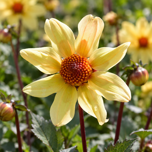 Bulbes de fleurs non-traité Dahlia à fleur simple Taxi Driver VDTG57® calibre 1