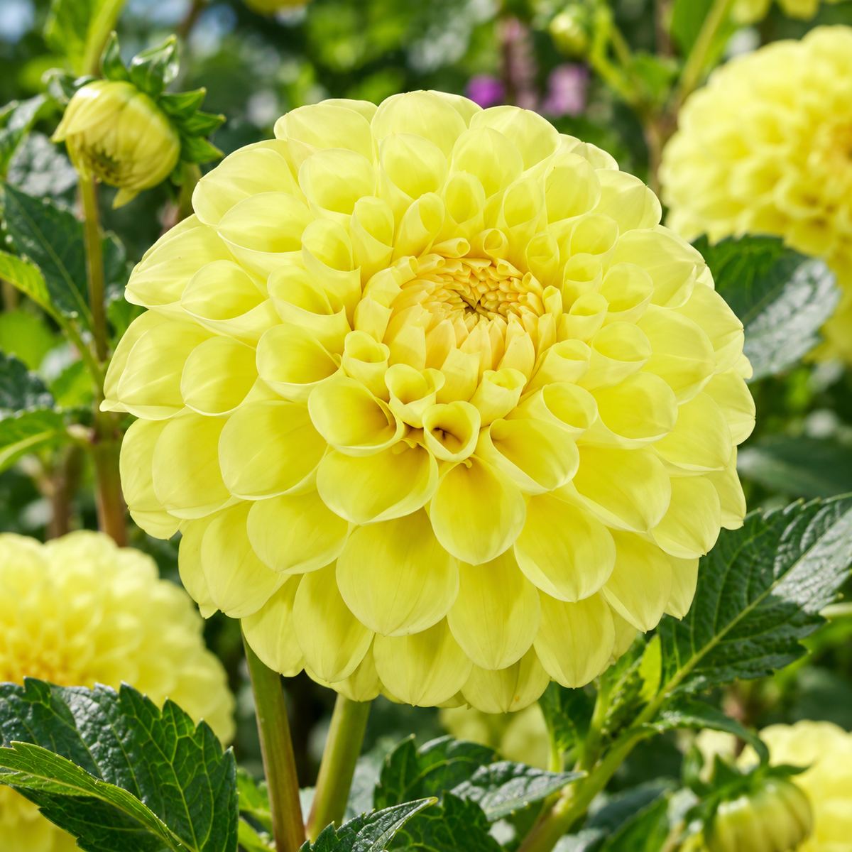 Bulbes de fleurs non-traité Dahlia ballon Jowey Martina calibre 1