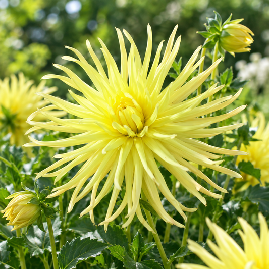 Bulbes de fleurs non-traité Dahlia cactus et semi-cactus Gryson's Yellow Spider calibre 1