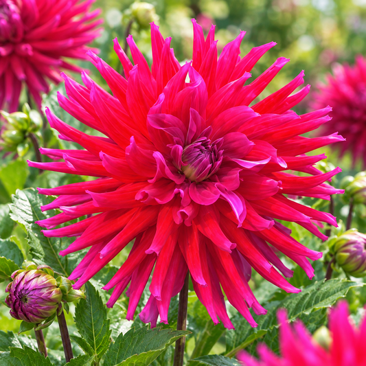 Bulbes de fleurs non-traité Dahlia cactus et semi-cactus Orfeo calibre 1