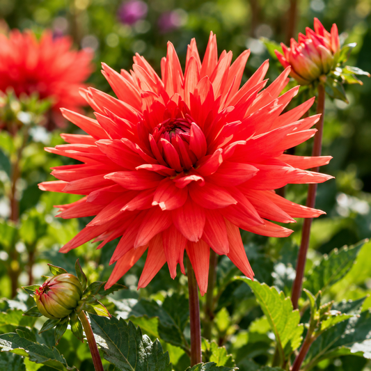 Bulbes de fleurs non-traité Dahlia cactus et semi-cactus Park Idylle calibre 1