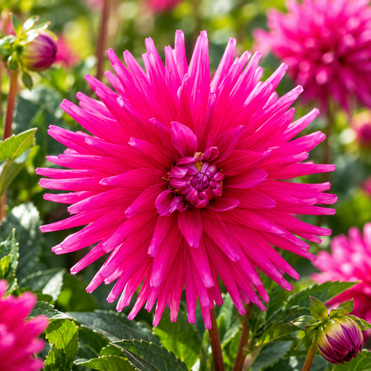 Bulbes de fleurs non-traité Dahlia cactus et semi-cactus Purple Gem calibre 1