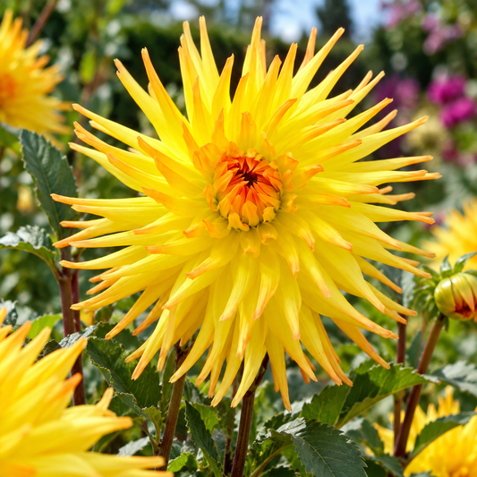 Bulbes de fleurs non-traité Dahlia cactus et semi-cactus Spassmacher calibre 1