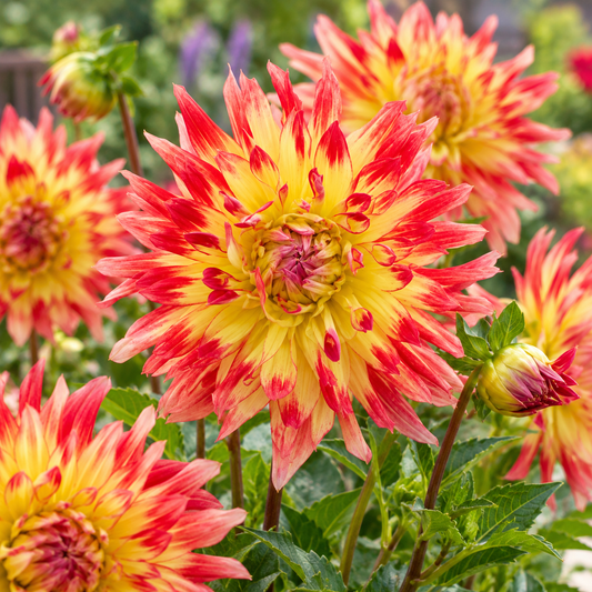 Bulbes de fleurs non-traité Dahlia cactus et semi-cactus Vuurvogel calibre 1
