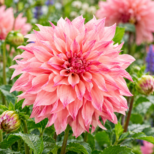 Bulbes de fleurs non-traité Dahlia décoratif Café au Lait Royal calibre 1