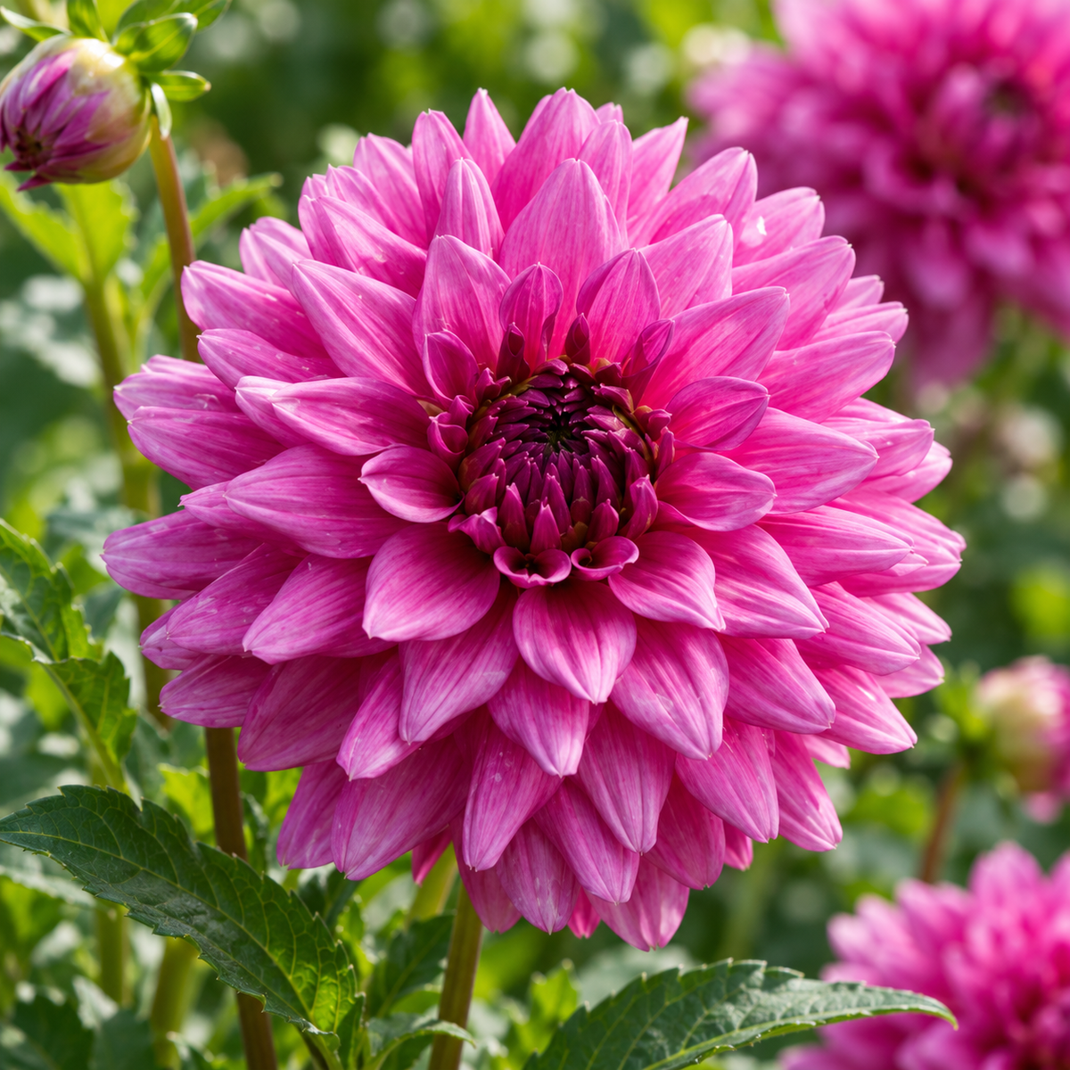 Bulbes de fleurs non-traité Dahlia décoratif Claudette calibre 1