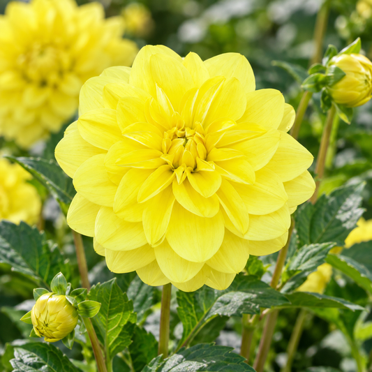 Bulbes de fleurs non-traité Dahlia décoratif Glorie van Heemstede calibre 1