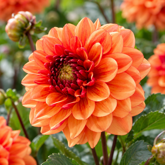Bulbes de fleurs non-traité Dahlia décoratif Glossy Miraza calibre 1