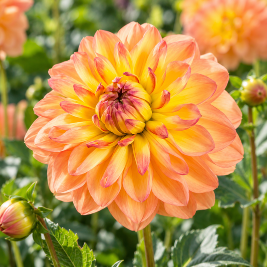 Bulbes de fleurs non-traité Dahlia décoratif Happy Go Lucky calibre 1