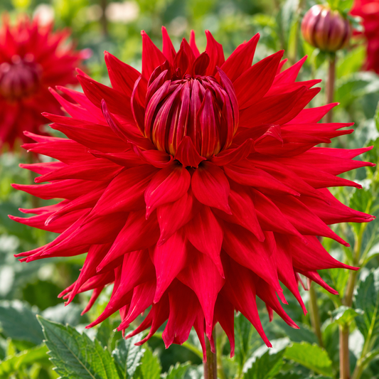 Bulbes de fleurs non-traité Dahlia décoratif Holly Huston calibre 1